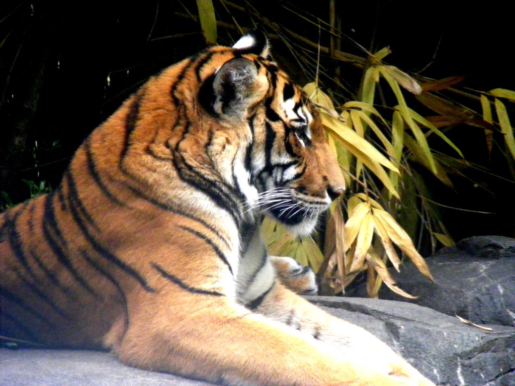 Profile of Tiger with plants on a dark background