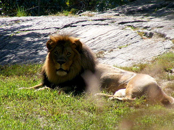 Lion on grass near a rocky area in the shade.