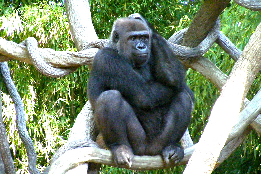 Gorilla crouching in a tree with a green leafy background