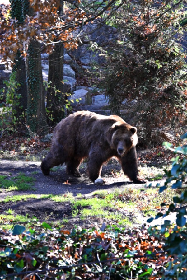 Grizzly Bear walking through forest.