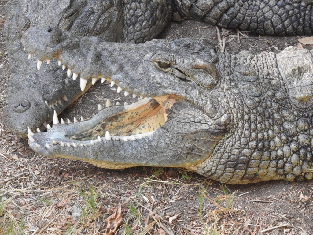 Crocodile with jaws open.