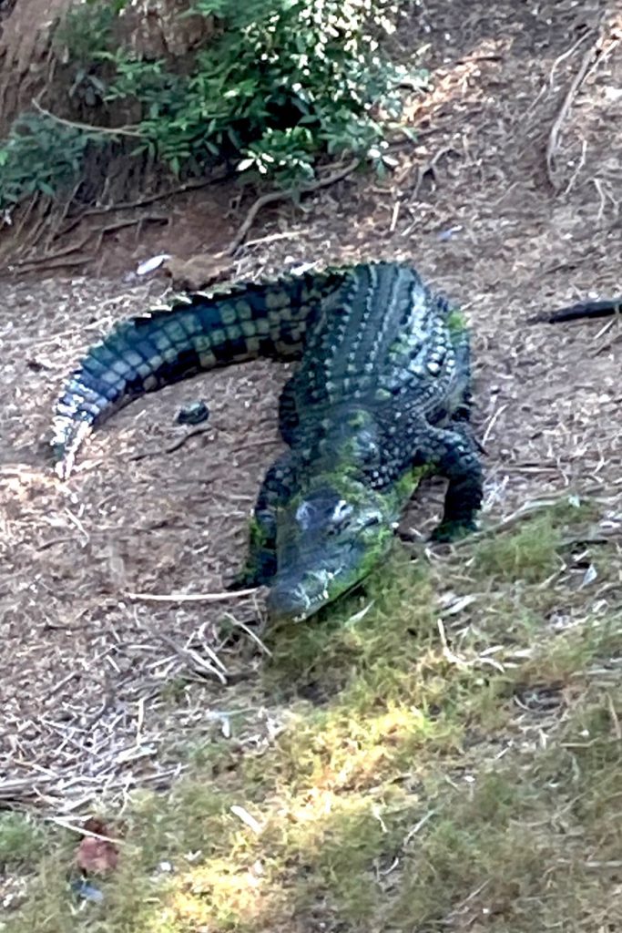 Crocodile walking on land.