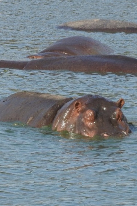 Hippo submerged in water.