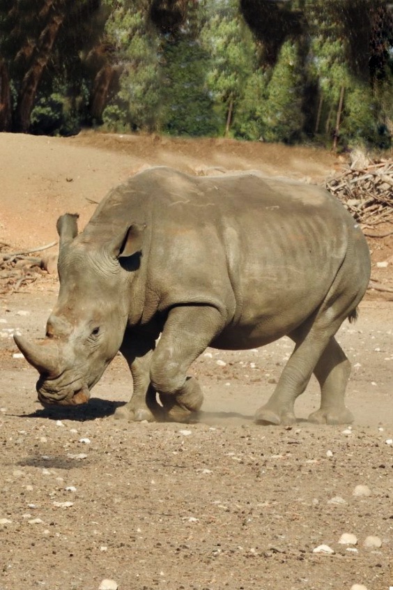 Rhinoceros walking.