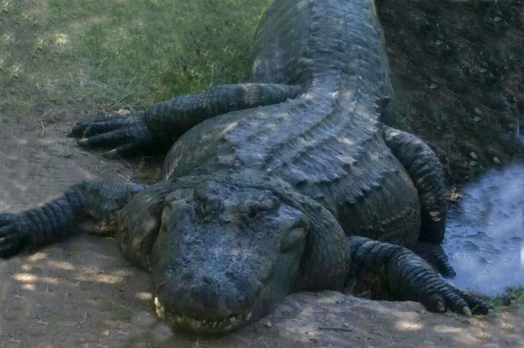 Alligator sitting in the shade.