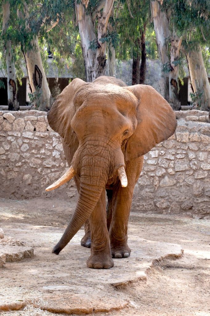 Elephant walking.