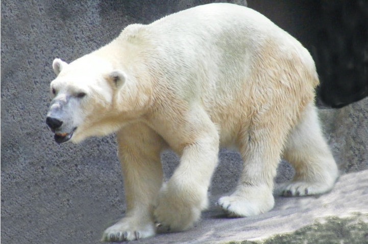 Polar Bear walking on rock.